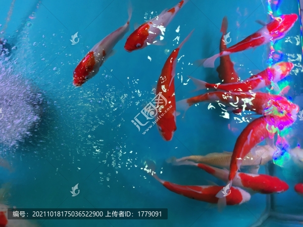 錦鯉