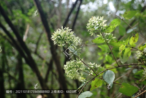 綠色花瓣花朵