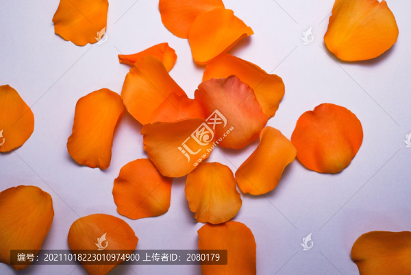 高視角純背景黃玫瑰花瓣