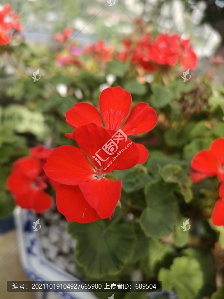 太陽花