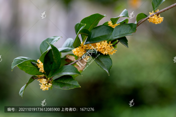 桂花枝