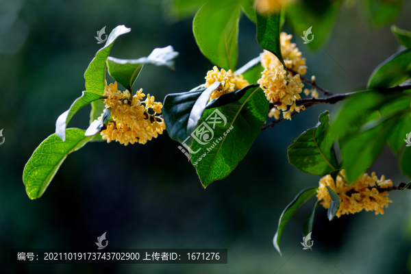 桂花枝