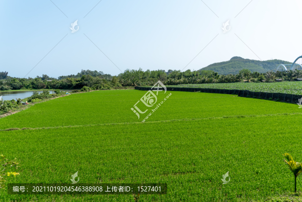 春天的沙美村