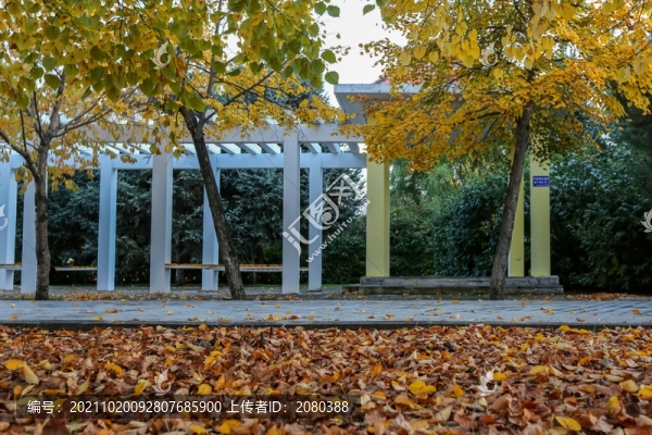 公園落葉