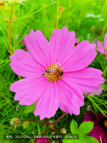 波斯菊上的蜜蜂