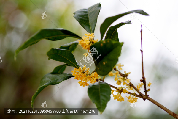 桂花枝