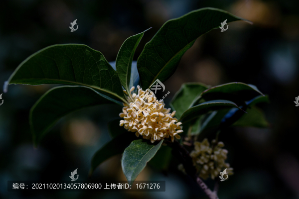 桂花枝
