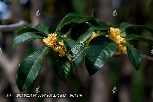 桂花枝