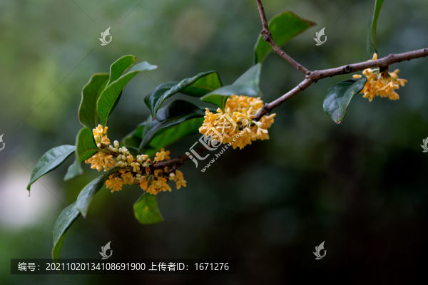桂花