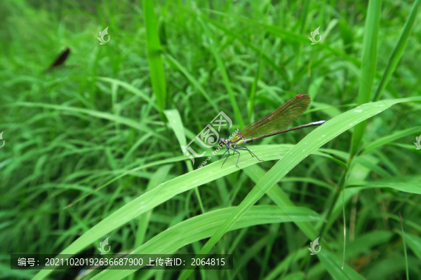 蜻蜓