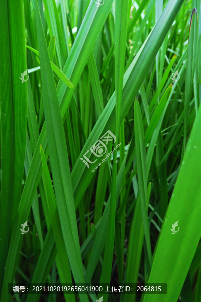 綠色背景