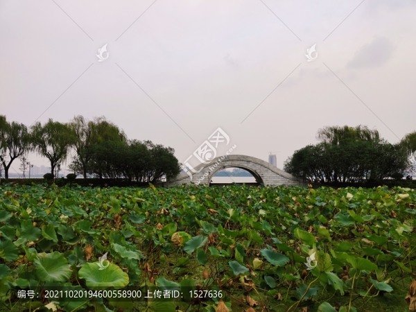 凋零的荷塘景象