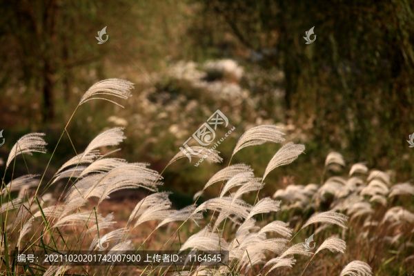 蘆葦花