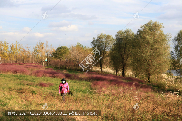 蘆葦花