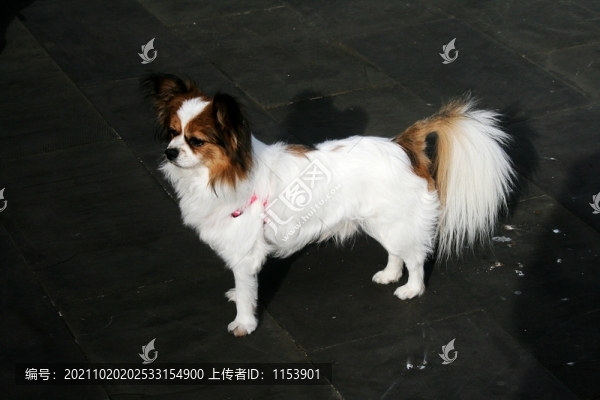 蝴蝶犬
