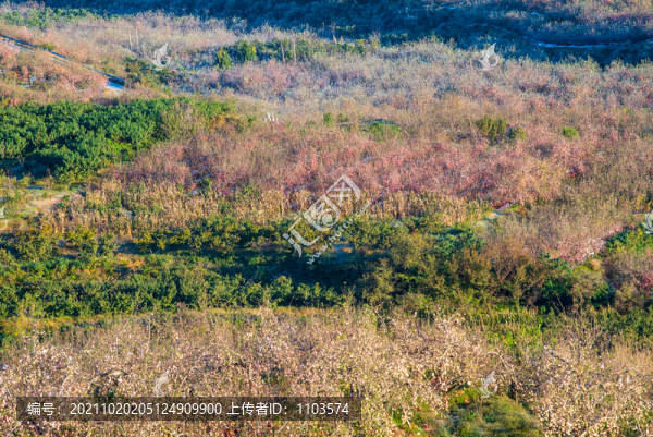 航拍沂蒙山區(qū)漫山遍野的果園