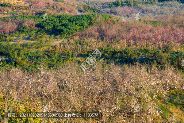 航拍沂蒙山區(qū)漫山遍野的果園