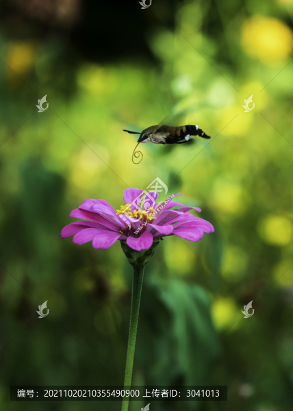 蜂鳥天蛾