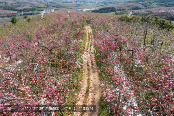 航拍沂蒙山區(qū)漫山遍野的果園