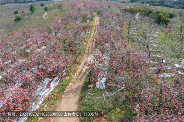 航拍沂蒙山區(qū)漫山遍野的果園
