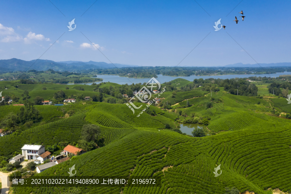 唯美山水茶園