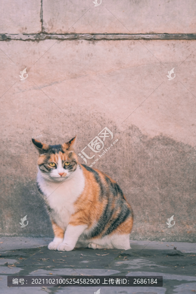 故宮的貓