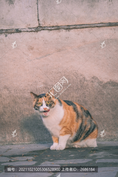 故宮的貓