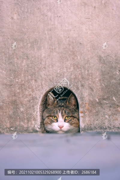 故宮的貓