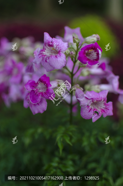 非洲凌霄花