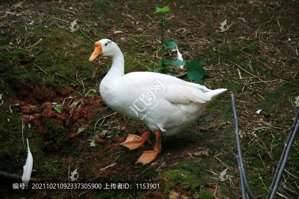 土鵝