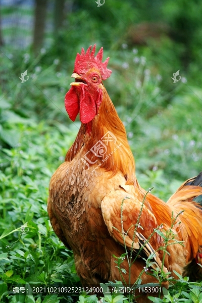 公雞叫鳴
