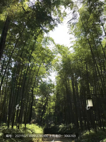 竹林