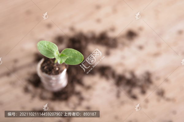 硬幣上生長出來的幼苗