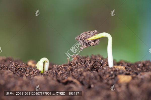 春天土壤里剛剛冒出的新芽