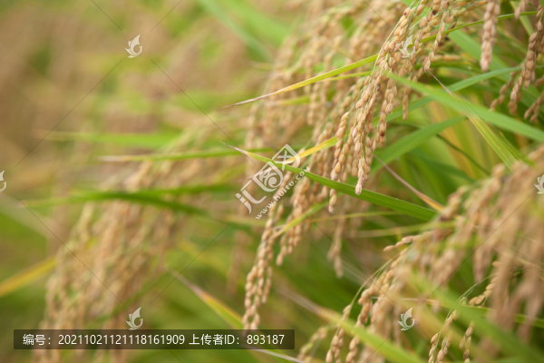 稻田里飽滿的稻穗特寫