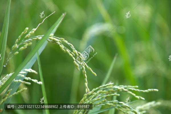稻田里還未成熟的水稻稻穗特寫