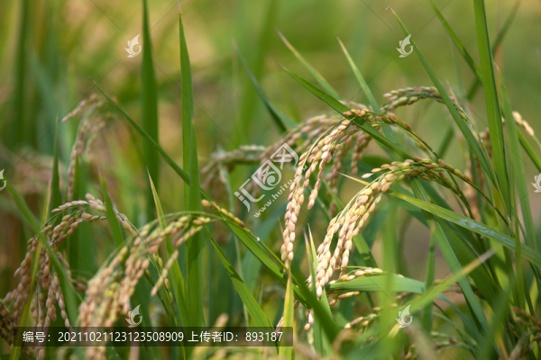 生長顆粒即將飽滿的水稻特寫