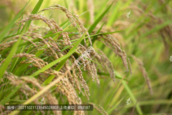 顆粒即將飽滿的水稻特寫