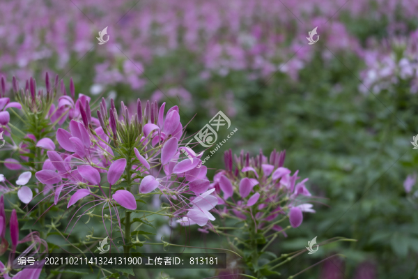 花海