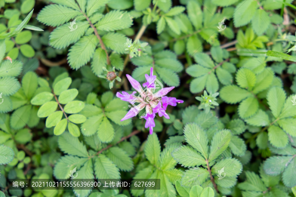 草原野花
