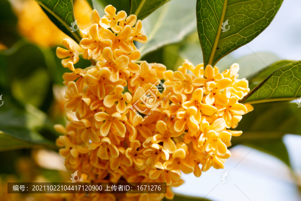 桂花