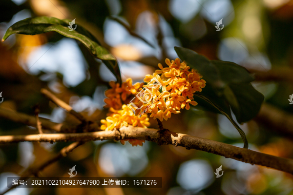 桂花
