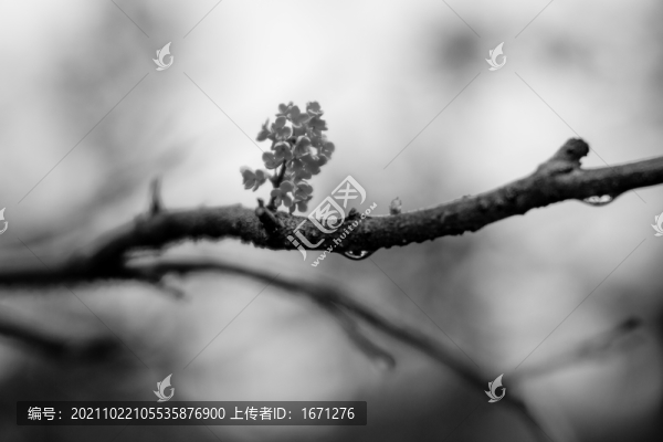 桂花