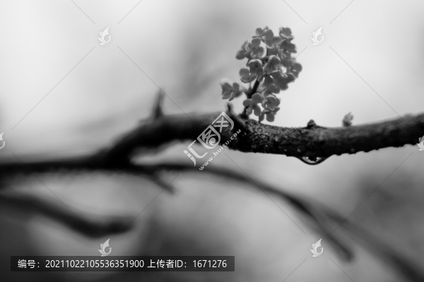 桂花