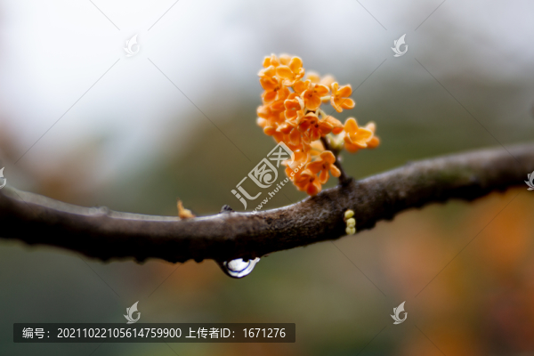 桂花