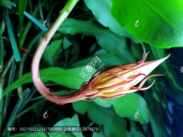 曇花花苞