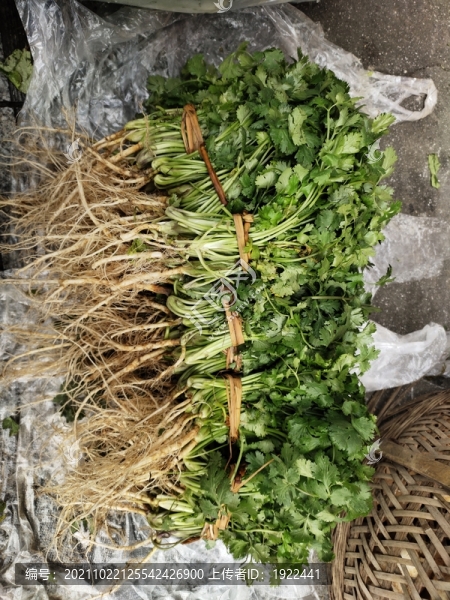 一堆香菜