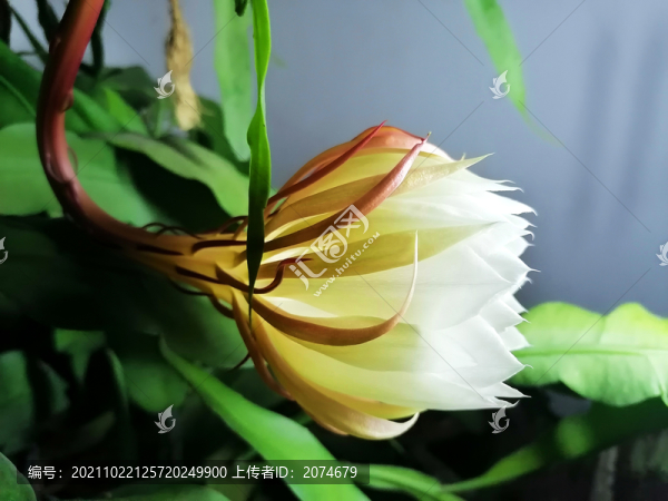曇花