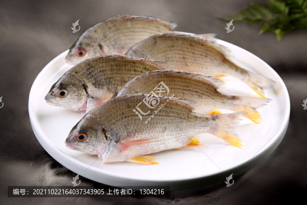 黃腳立魚
