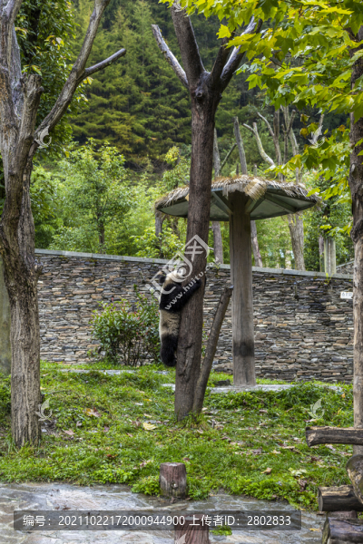 四川臥龍大熊貓保護(hù)區(qū)國家公園